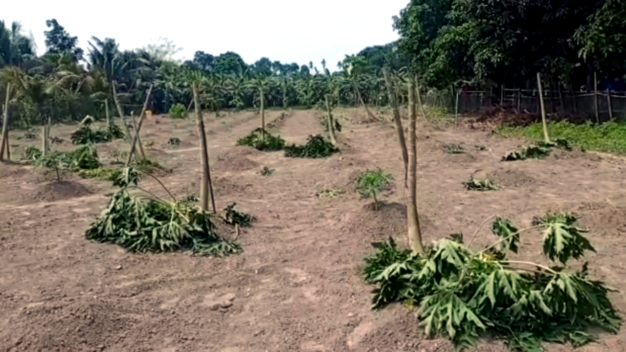 miscreants cut down 600 fruit trees of farmer in the dark of night, shattering Salauddin's dreams