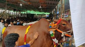 Traders disappointed with big cows, returning empty-handed!