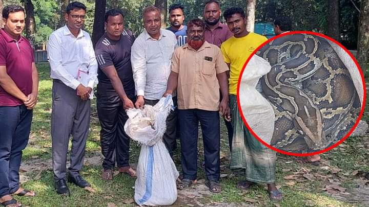 তেঁতুলিয়ায় ১৪ ফুট দৈর্ঘ্যের বিশাল আকৃতির এক অজগর সাপ উদ্ধার