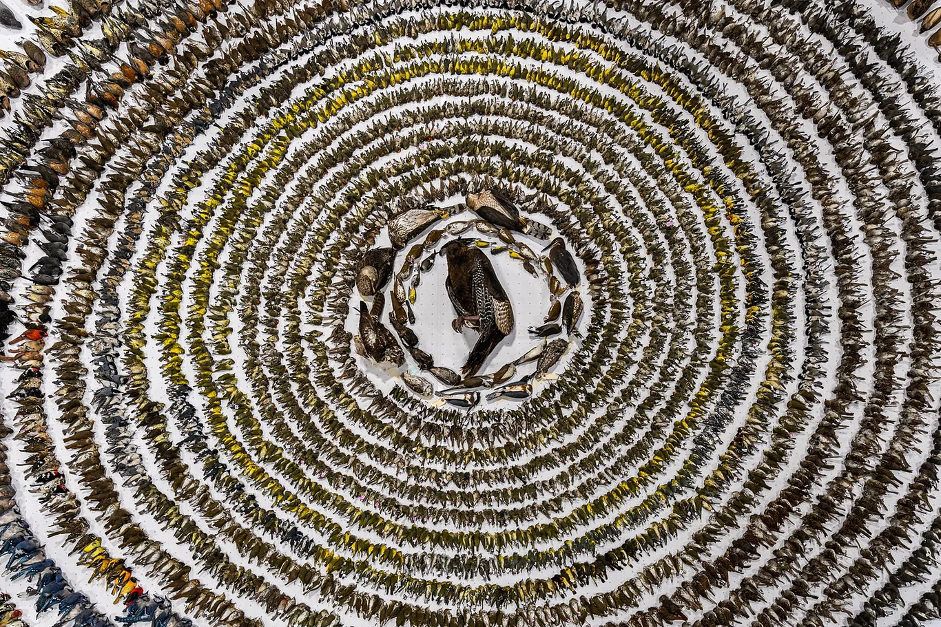 This photo of more than 4000 birds that suffered a tragic death received the grand prize.