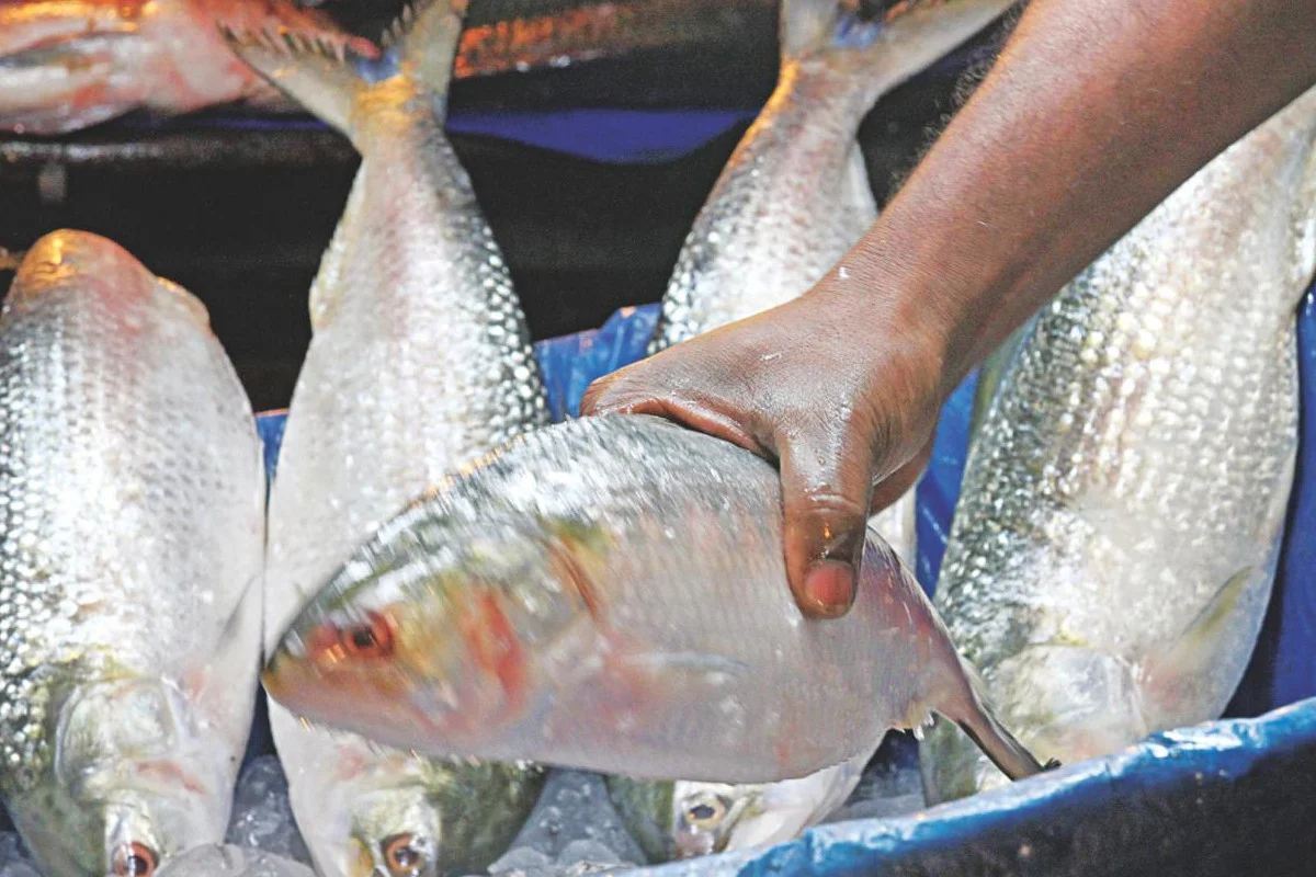 Even in the peak season, the price of fish, including hilsa, is skyrocketing, leaving buyers confused!