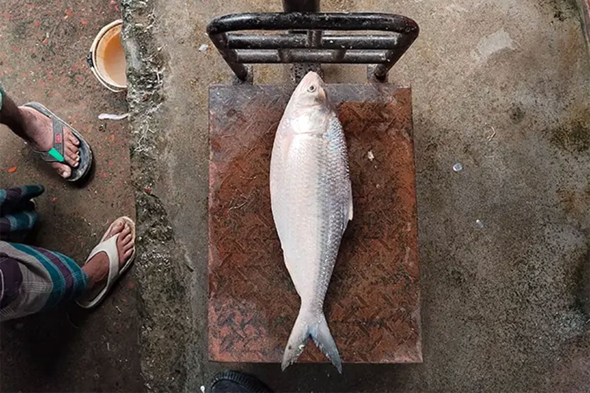 মির্জাগঞ্জে একটি বড় ইলিশ ৬ হাজার টাকায় বিক্রি!