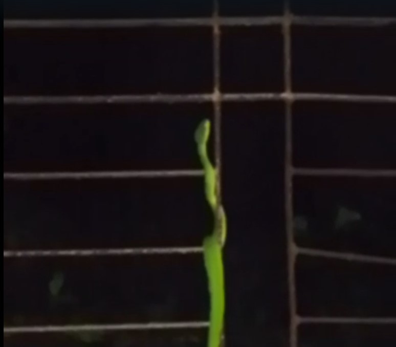 Venomous pit viper caught in CU deposit hall!