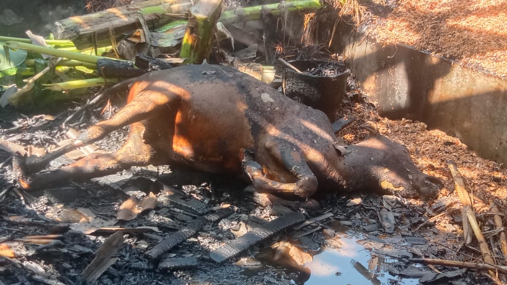 Three cows burnt to ashes in fire in Thakurgaon Bariya, van driver Pran Krishna destitute