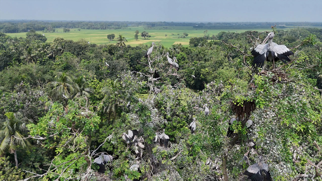 Shibrampur village in Rajbari is now a sanctuary for migratory birds
