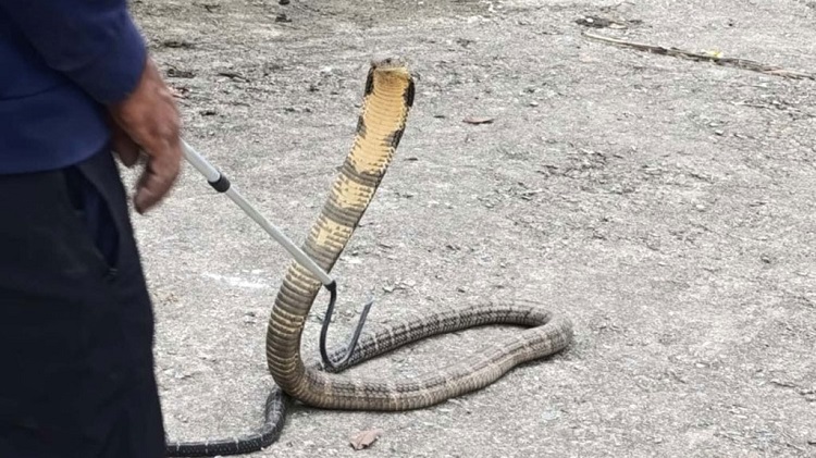 এভারেস্টের কাছে দেখা মিলল ভয়ংকর কিং কোবরার