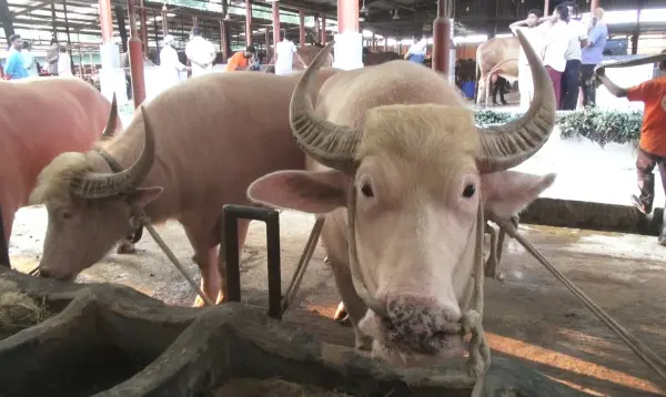নারায়ণগঞ্জে আকর্ষণের কেন্দ্রবিন্দুতে বিরল ‘ডোনাল্ড ট্রাম্প’ ও ‘নেতানিয়াহু’