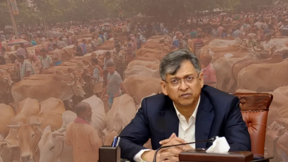 পশুর হাটে চাঁদাবাজি বন্ধে চালু হচ্ছে হটলাইন