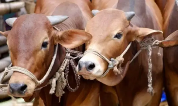 Stricter animal slaughter in West Bengal, political discussions begin on new restrictions