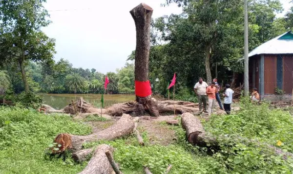 আখাউড়ায় ‘দাঁড়িয়ে থাকা’ কাটা গাছ ঘিরে চাঞ্চল্য, আগরবাতি–মোমবাতি নিয়ে মানুষের ভিড়