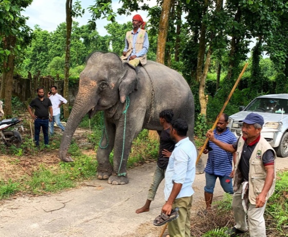 সাফারি পার্কে দুই হাতির মৃত্যু, এরপরই ‘সম্রাট-নিহারকলি’কে ফেরত